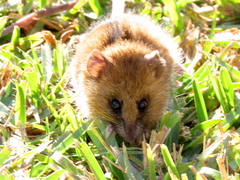 Dendromus mesomelas