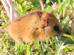 Dendromus mesomelas