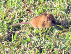 Dendromus mesomelas