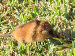 Dendromus mesomelas