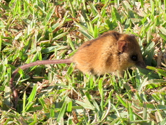 Dendromus mesomelas
