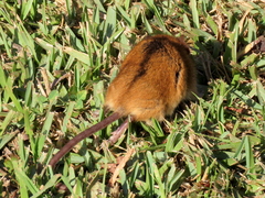 Dendromus mesomelas