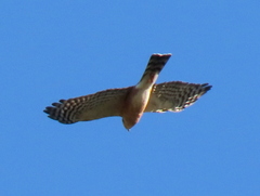 Accipiter rufiventris