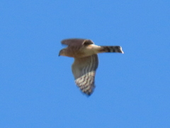 Accipiter rufiventris