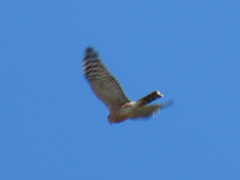 Accipiter rufiventris