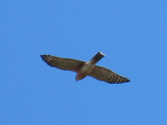 Accipiter rufiventris