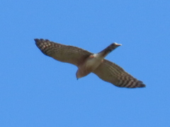 Accipiter rufiventris