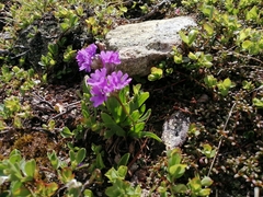 Primula glutinosa