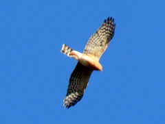 Accipiter rufiventris