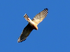 Accipiter rufiventris