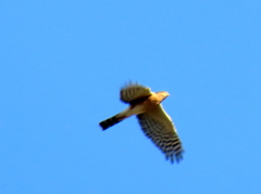 Accipiter rufiventris