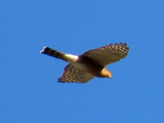 Accipiter rufiventris