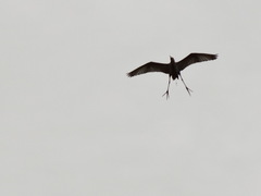 Bubulcus ibis ibis