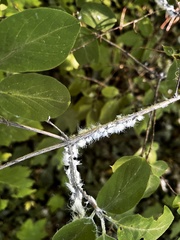 Prociphilus xylostei