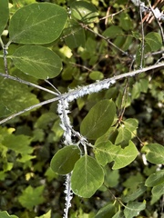 Prociphilus xylostei