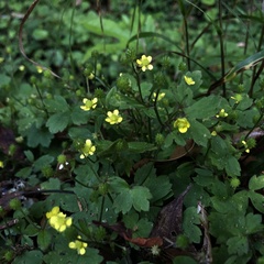 Ranunculus taisanensis