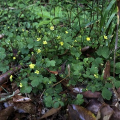 Ranunculus taisanensis