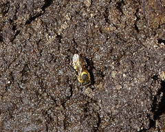 Meliplebeia beccarii