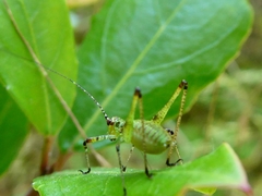 Phaneroptera nana