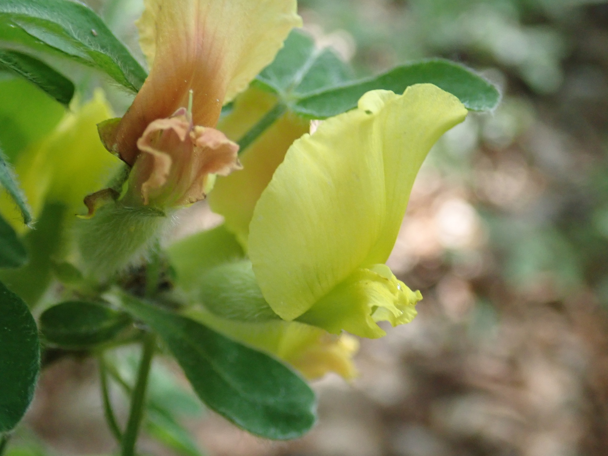 Chamaecytisus elongatus