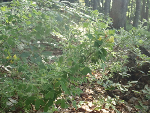 Chamaecytisus elongatus, photograph 1