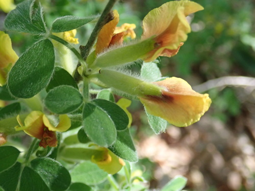 Chamaecytisus elongatus, photograph 2