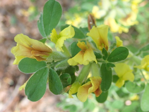 Chamaecytisus elongatus, photograph 3