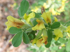 John Kenrick Gibson, CC0, iNaturalist via GBIF Chamaecytisus elongatus, photograph John Kenrick Gibson, CC0, iNaturalist via GBIF