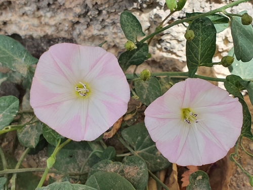 Convolvulus arvensis image