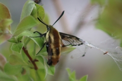 Hemaris aethra