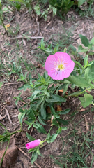 Oenothera speciosa
