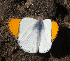Colotis evenina