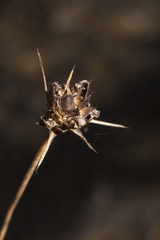 Borya constricta