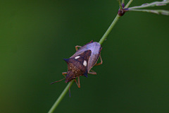 Diploxys bipunctata