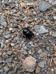 Anoplotrupes stercorosus