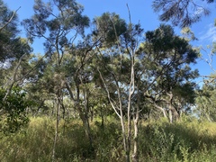 Melaleuca foliolosa