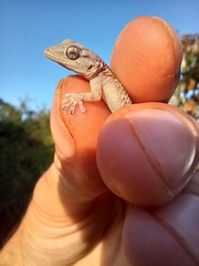 Tarentola mauritanica