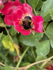 Bombus