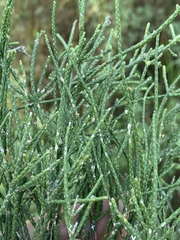 Melaleuca foliolosa