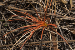Borya constricta