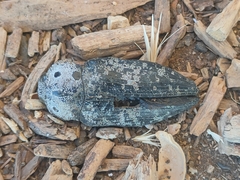 Capnodis miliaris