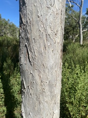 Melaleuca foliolosa