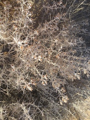 Tetradymia stenolepis