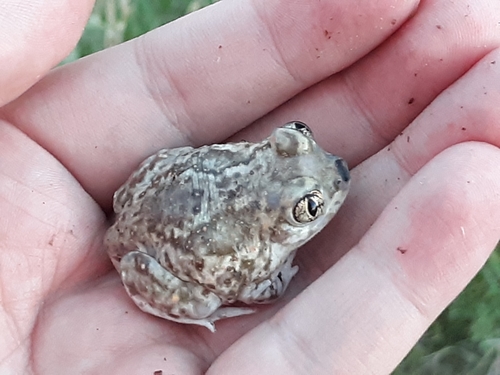 Plains Spadefoot photographed in Wyoming