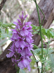 Dactylorhiza foliosa image