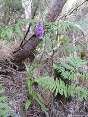 Dactylorhiza foliosa image