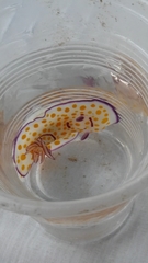 Goniobranchus annulatus