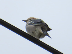 Agropsar philippensis