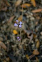 Clarkia unguiculata