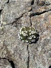 Androsace delphinensis